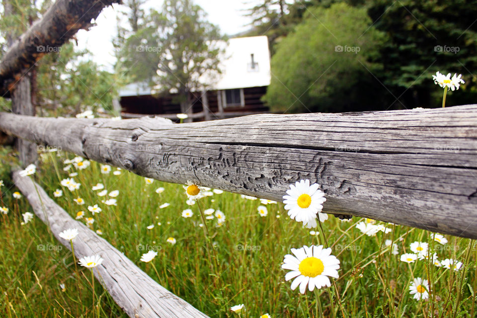 Wooden fence white flowers