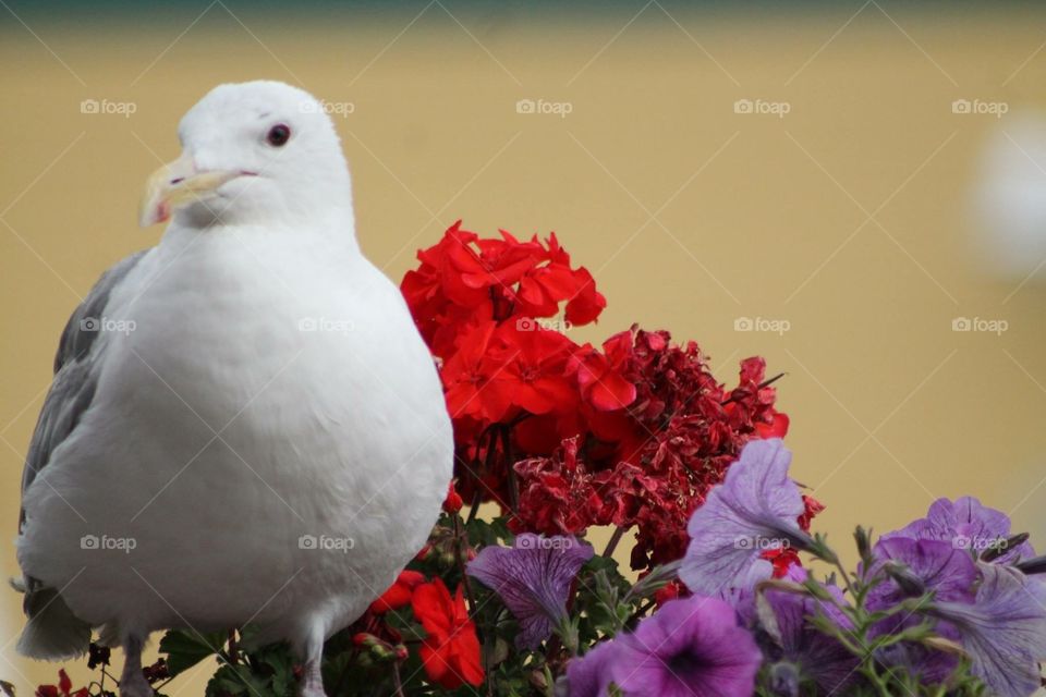 Seagull and flowers . Seagull with beautiful flowers