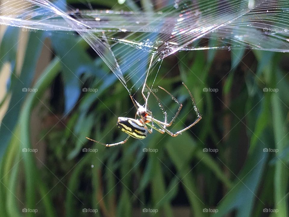 Araña colgando 