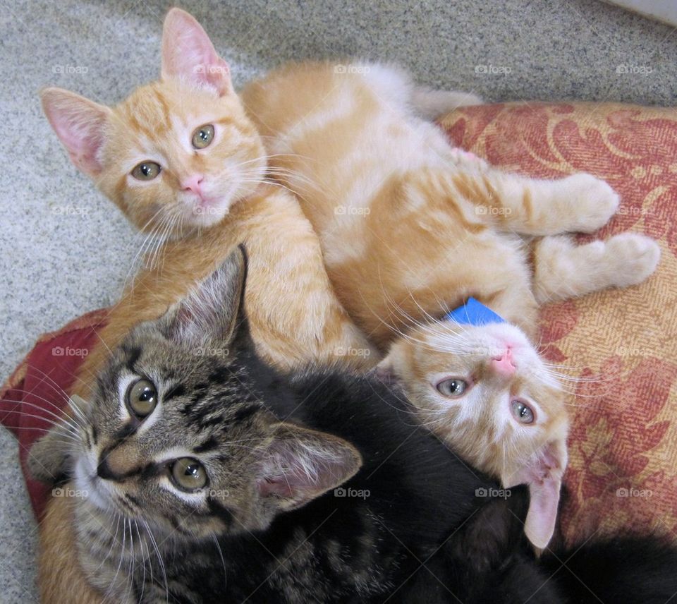 Three Little Kittens