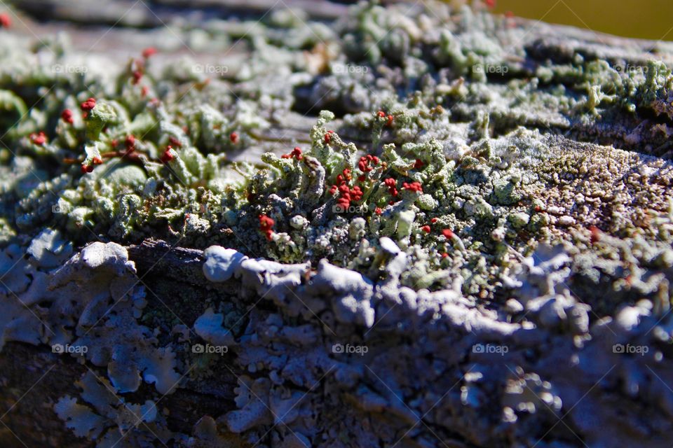 Red lichen