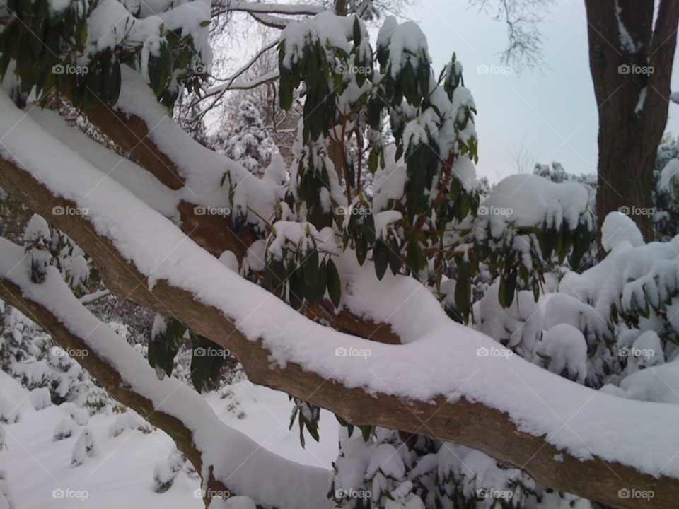 snow winter tree kent uk by n.qsak