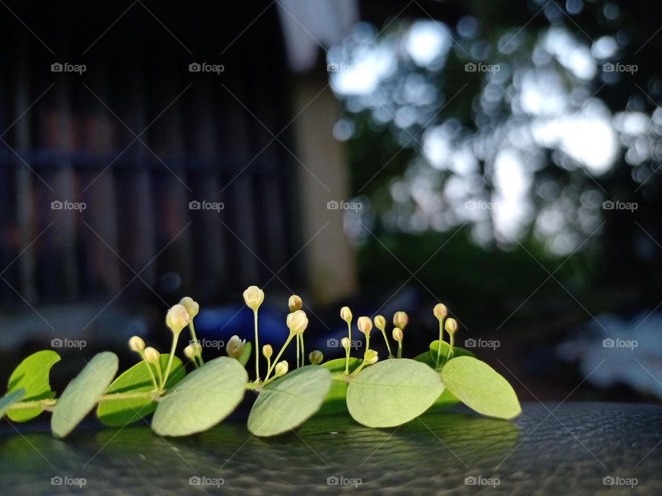Beautiful little flowers in garden it's looking very nice in evening time