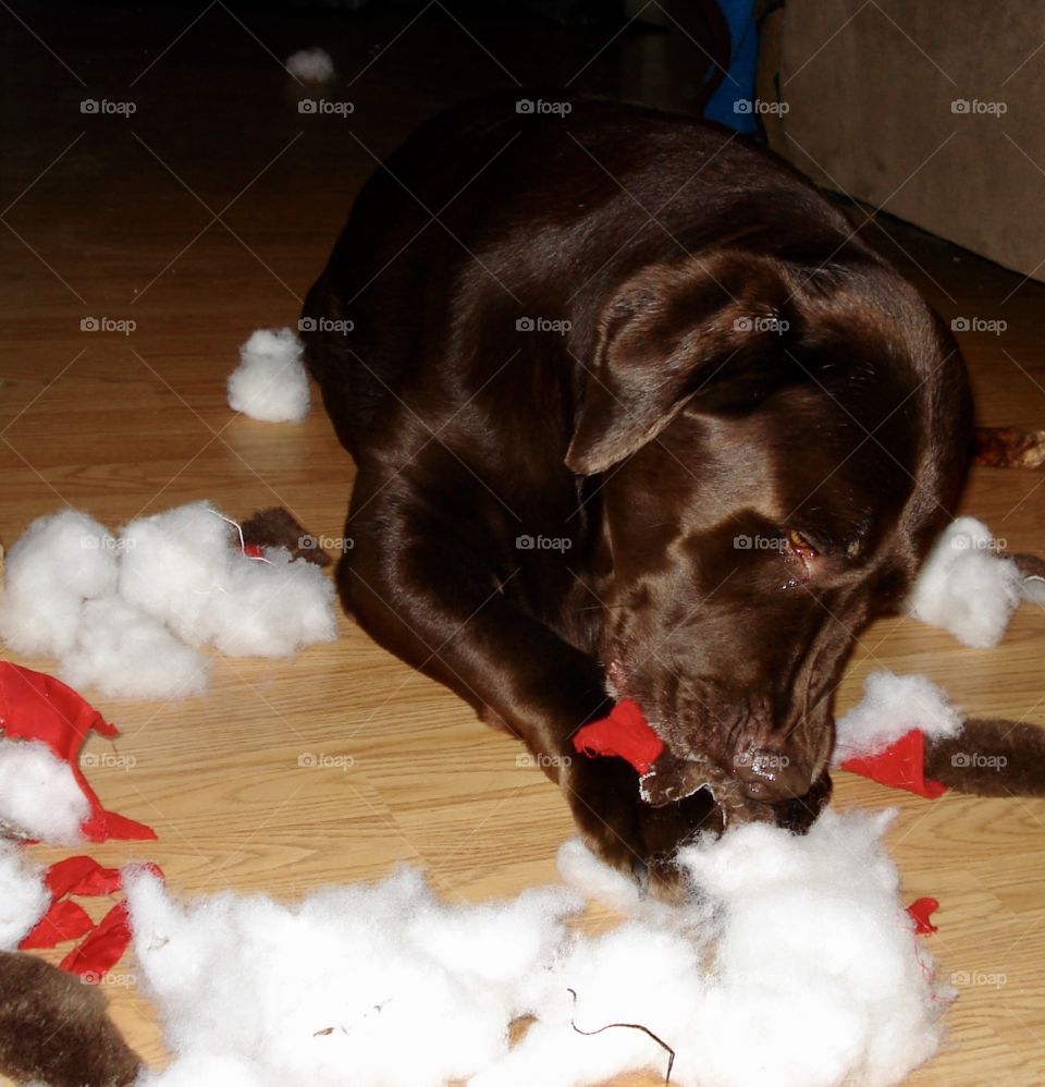 Chocolate Labrador chewing apart a toy