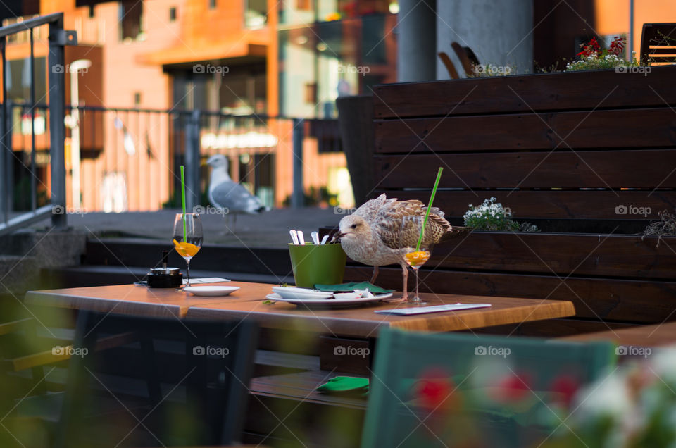 Young seagull looking for food on a cafe's table outdoors.