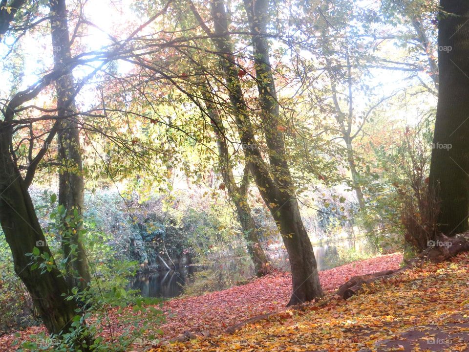 Bois de Boulogne, Lille, Northern France