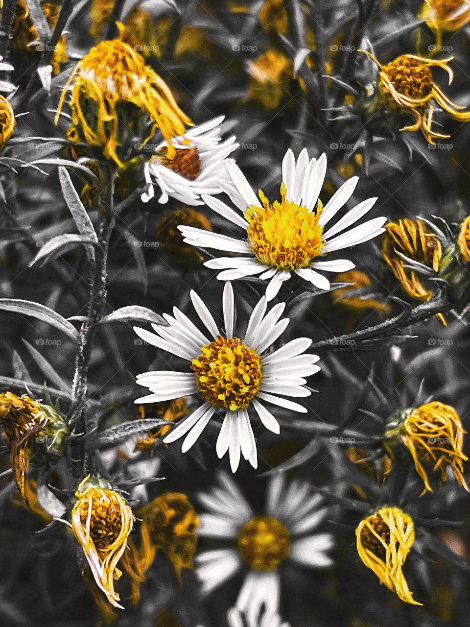 Wildflower color pop splash of colors flower outdoors plant beautiful photography contrast Petals blossom bud yellowish Spring gloomy flowering Beautiful beauty nature wild flowers Gray and yellow stems phone photo Black and white tones colorful 