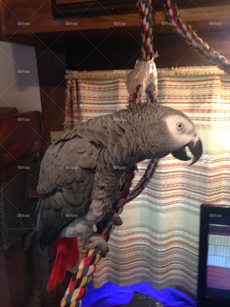 Diesel our African grey Congo 