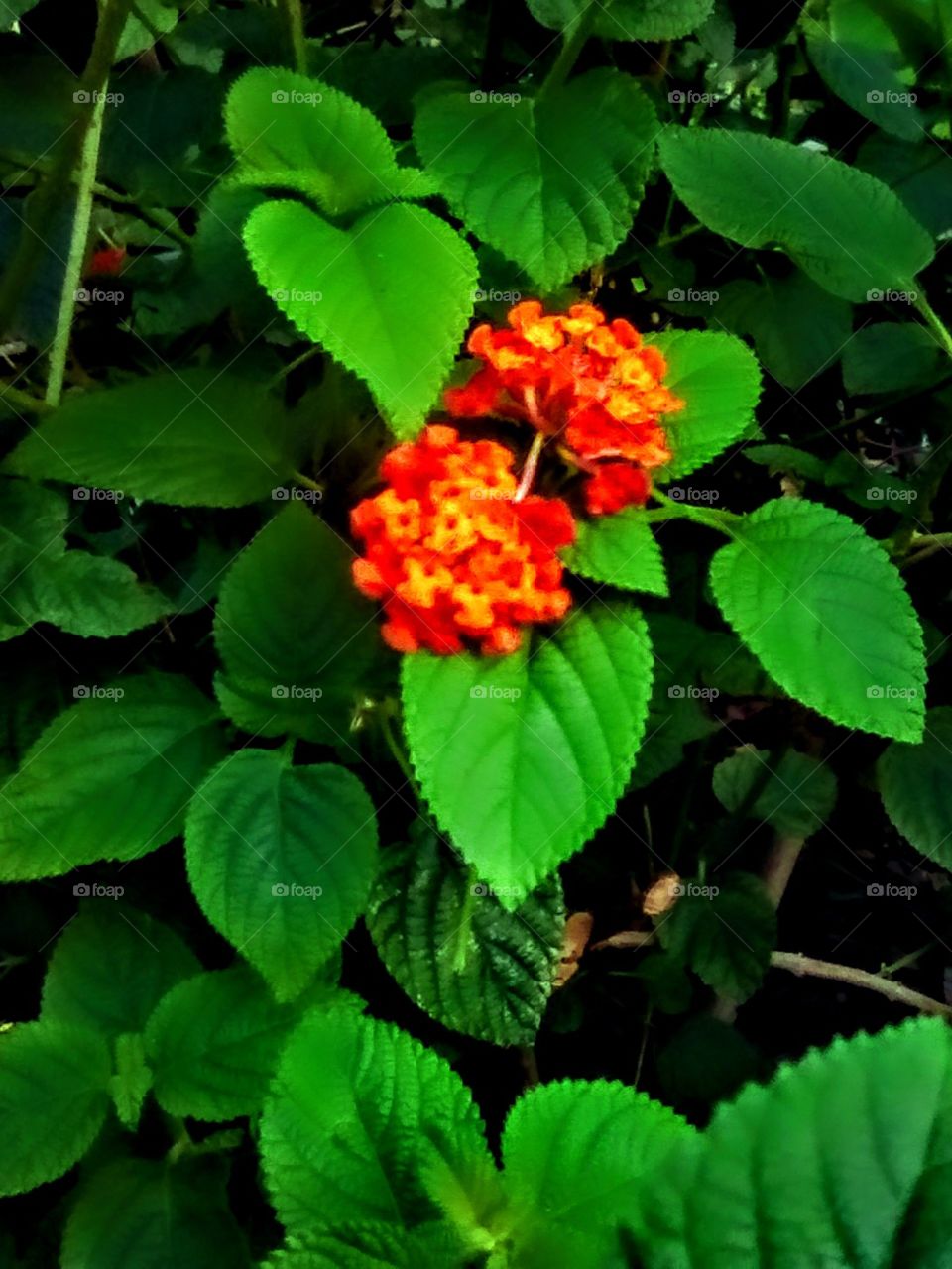 Fresh Green with little sweet colored flower at my backyard. They make me feel good at all times when I see them.