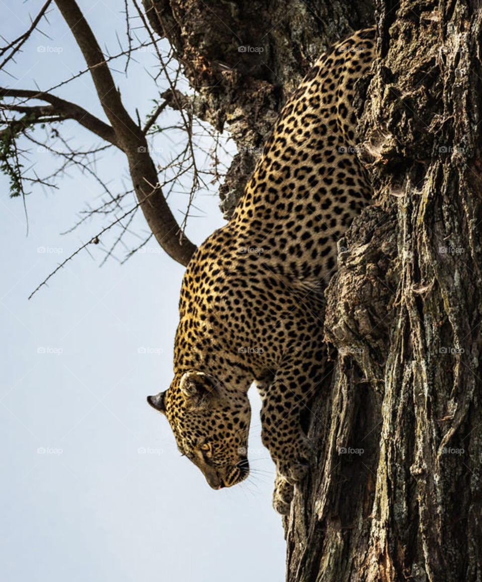 Beautiful wildlife Pictures