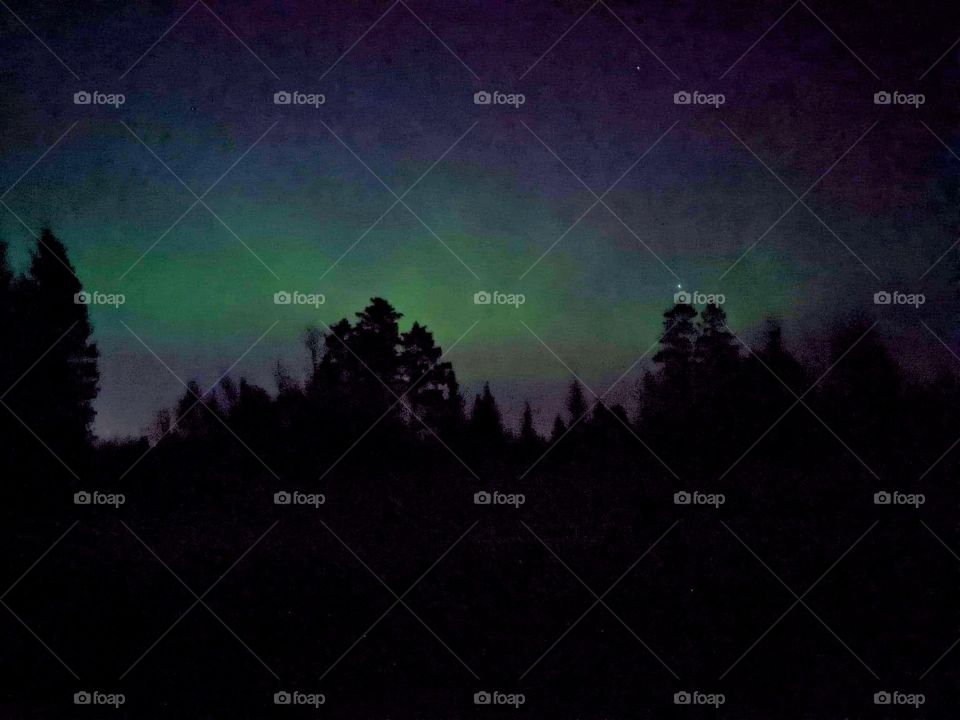 Aurora over the forest