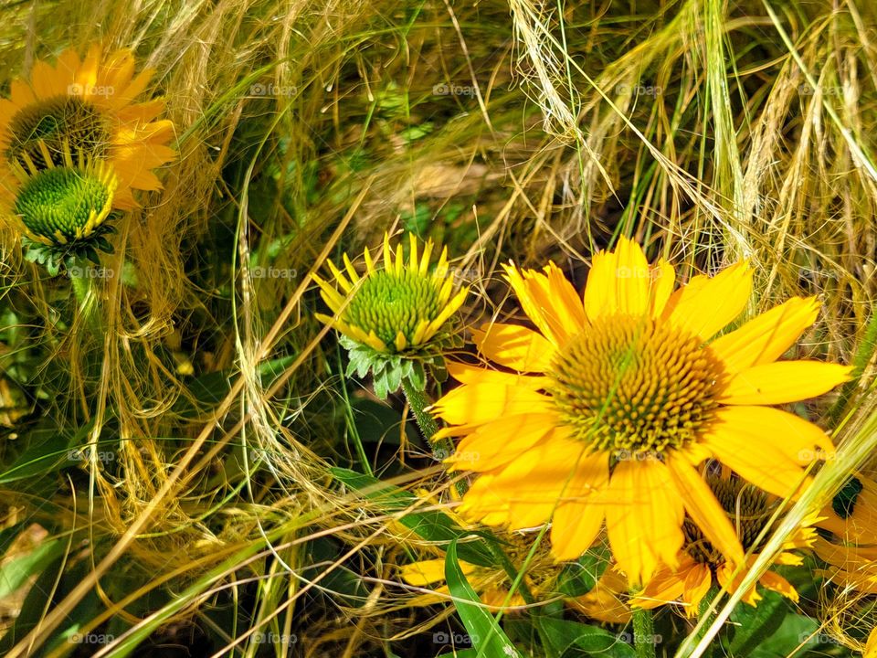 Echinacea of coneflower in soft ornamental grass Stipa temuissima. Beautiful yellow flower with green stamen