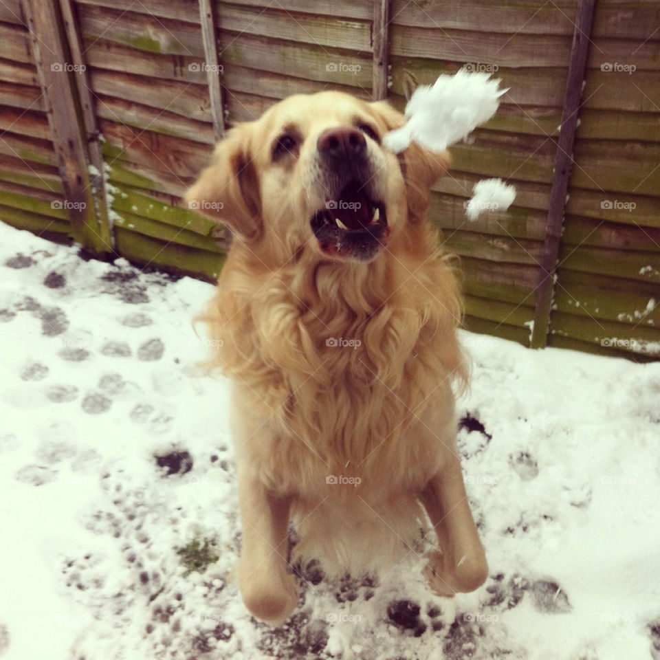 Dog playing in the snow