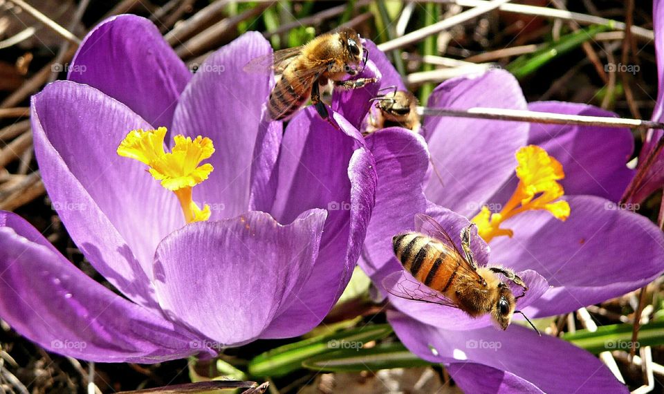 Bees on crocus