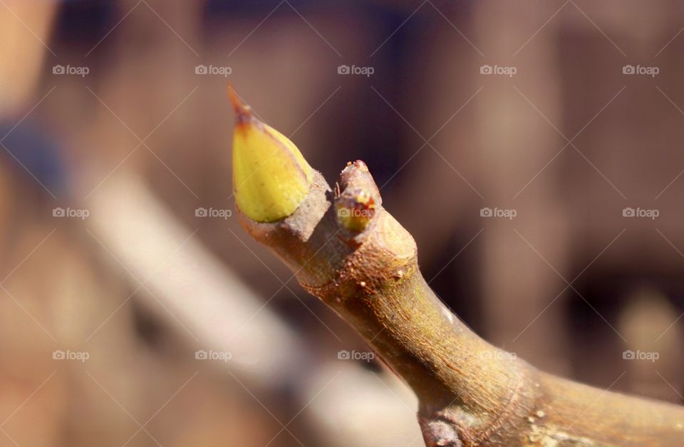 Fig Tree Bud