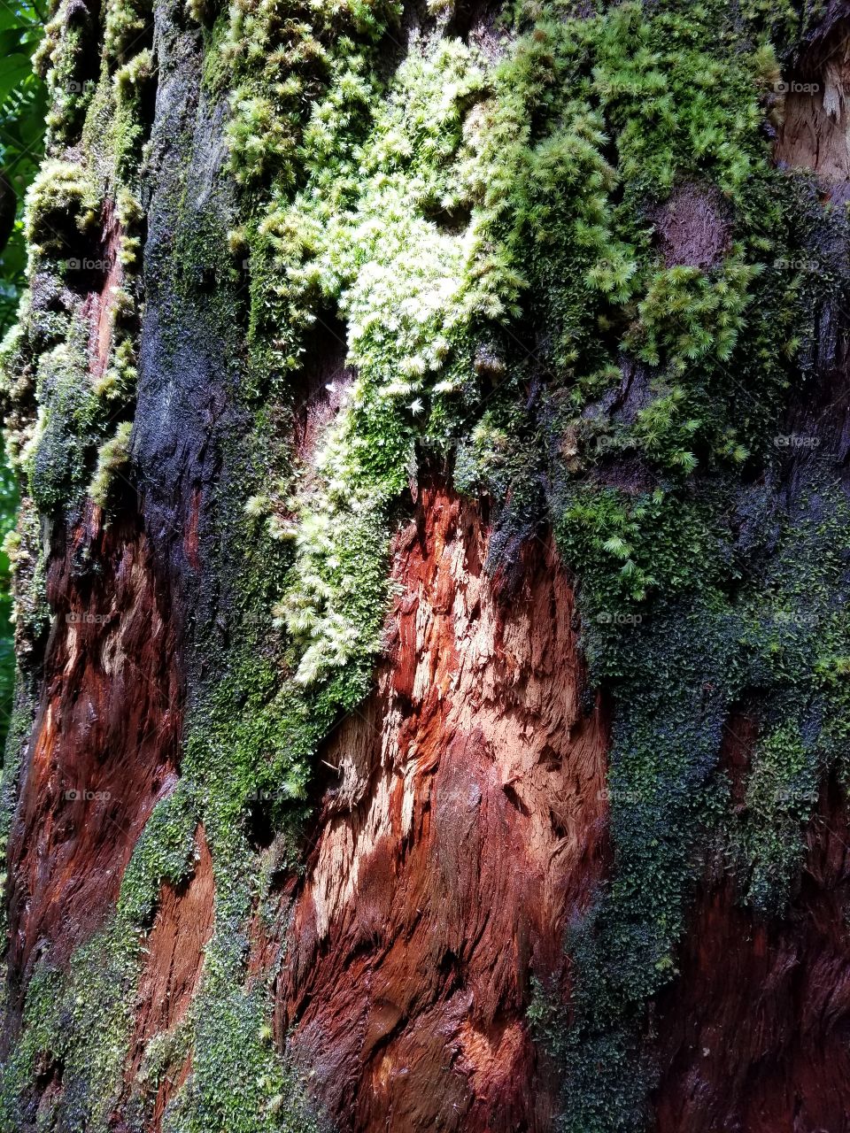 Moss on the tree