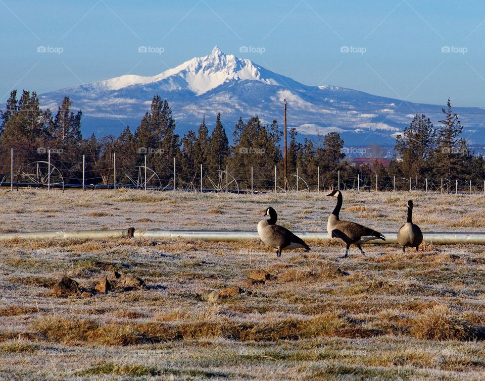 Canadian Geese walk along a wheel line on a frosted over field with Mt. Washington in the background in rural Central Oregon on a cold winter morning. 