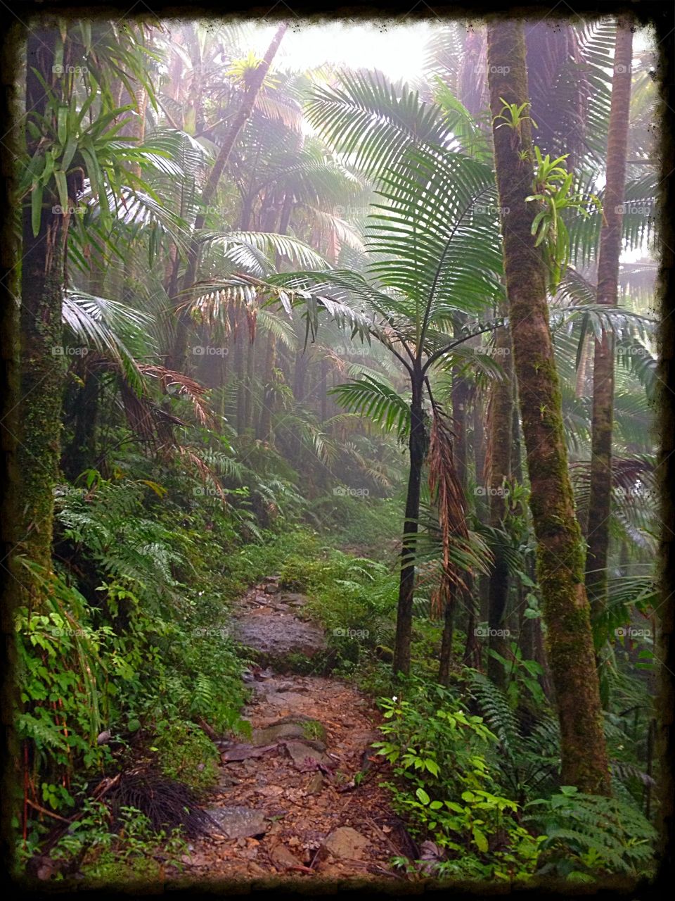 El Yunque rainforest Puerto Rico  