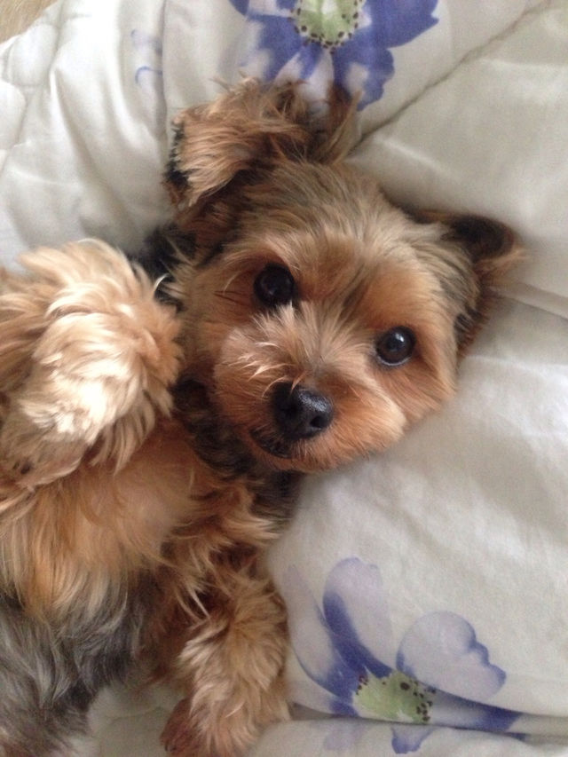 dog