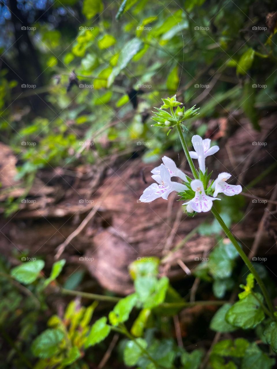 Forest flower 