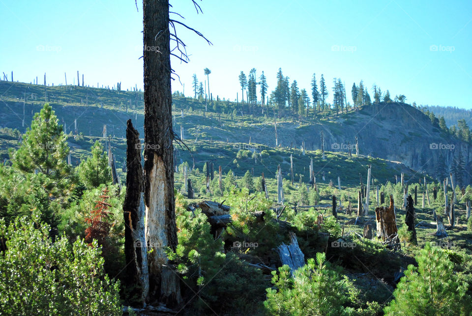 View of a forest after deforestation