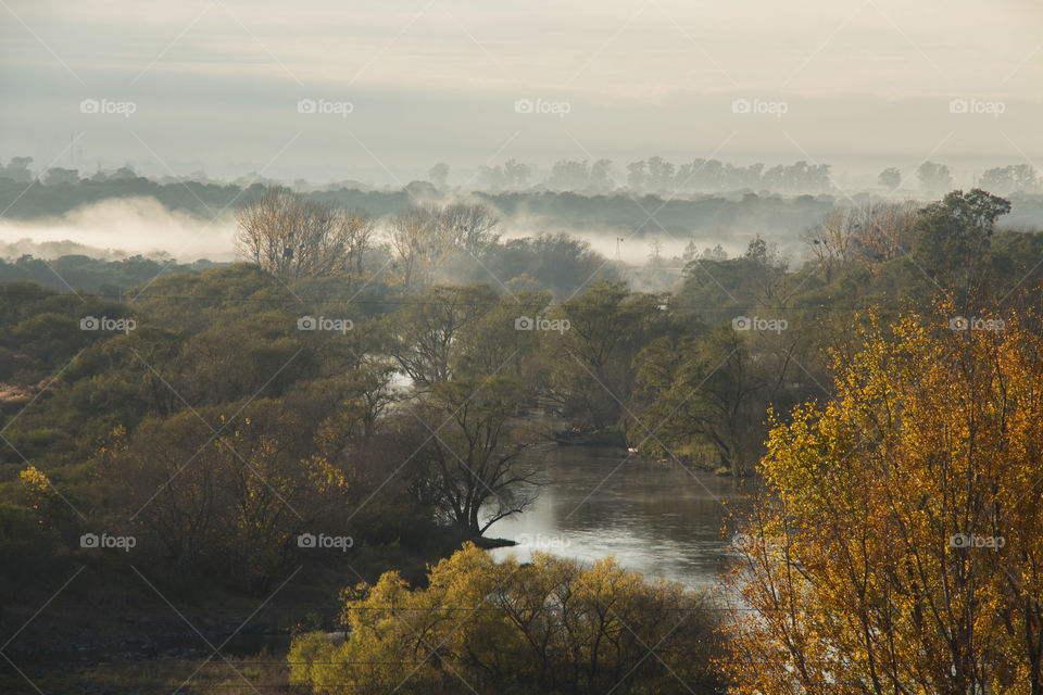 foggy forest near river on autumn