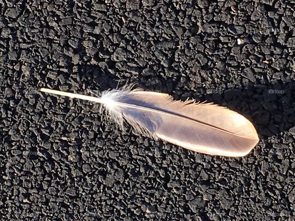 Feather on walkway