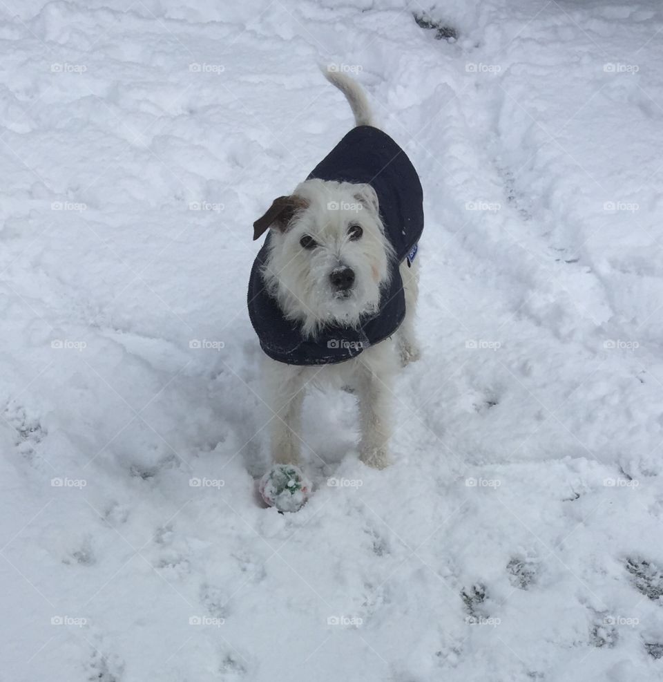Snow Dog