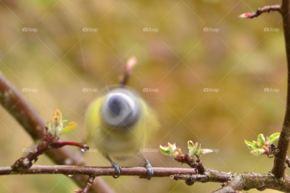 Blue tit long exposure 