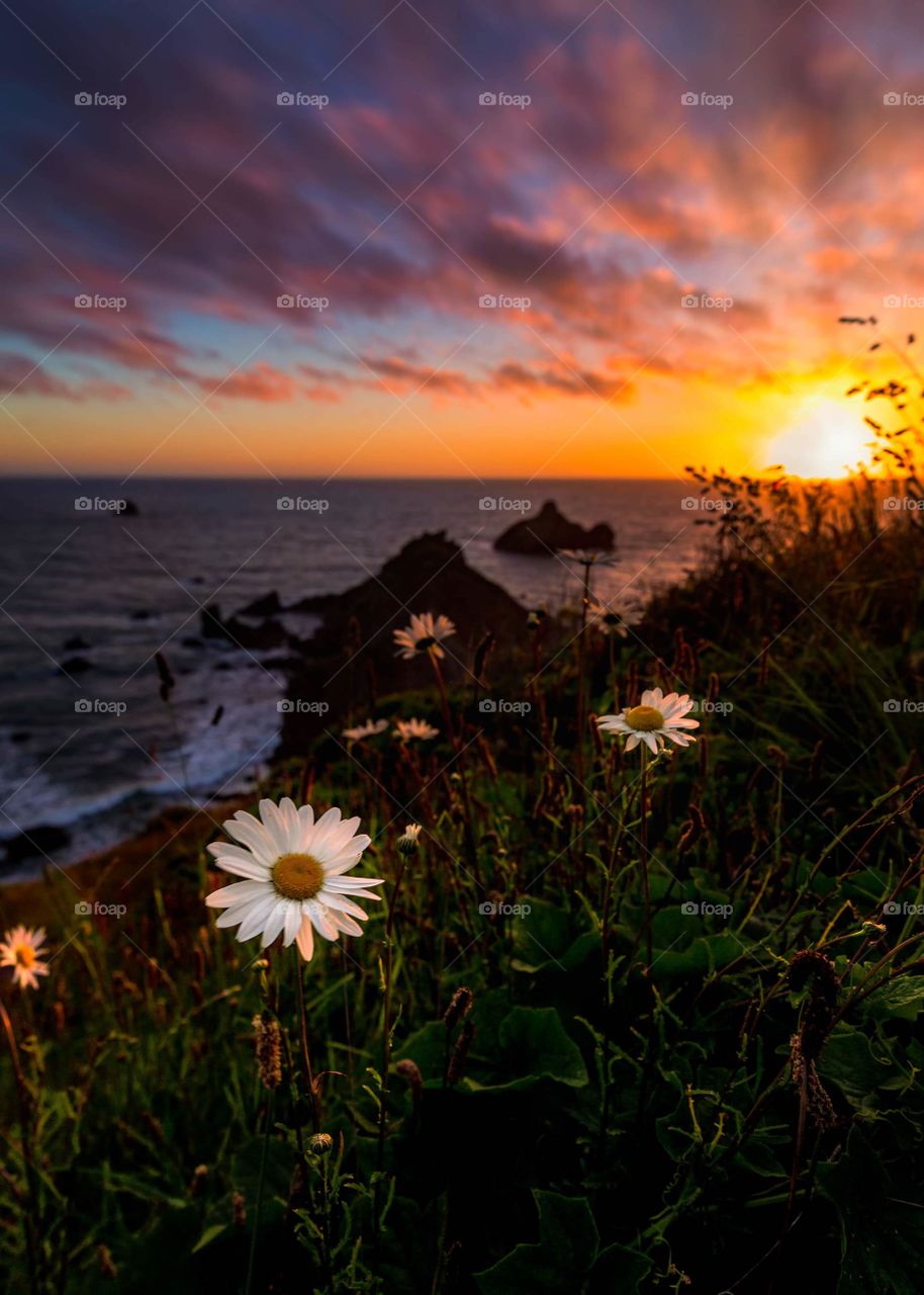 Flowers at Sunset