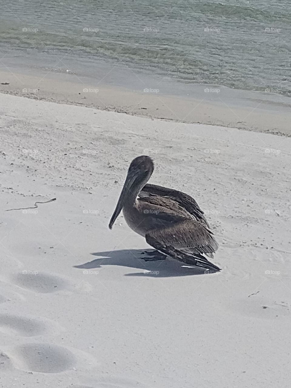 Pelican