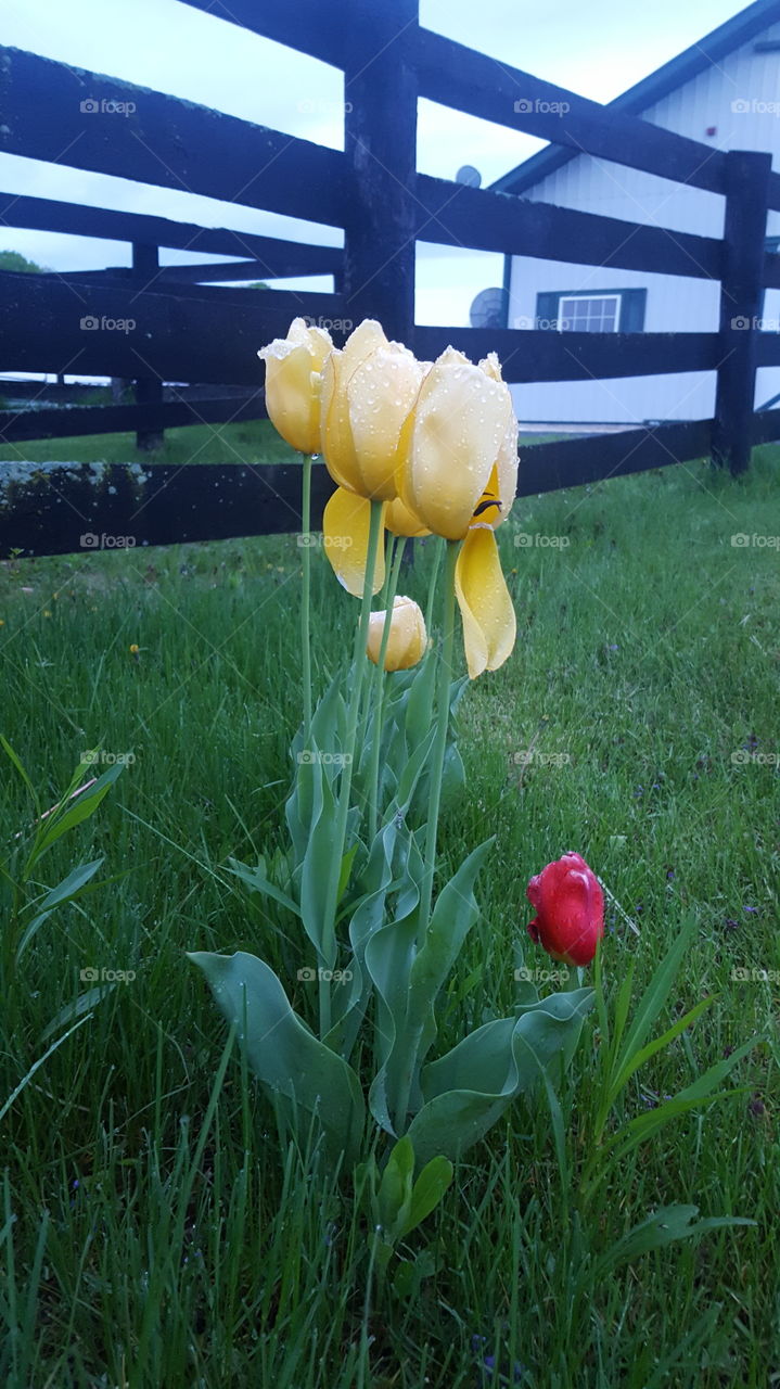 Flower, Nature, No Person, Grass, Leaf