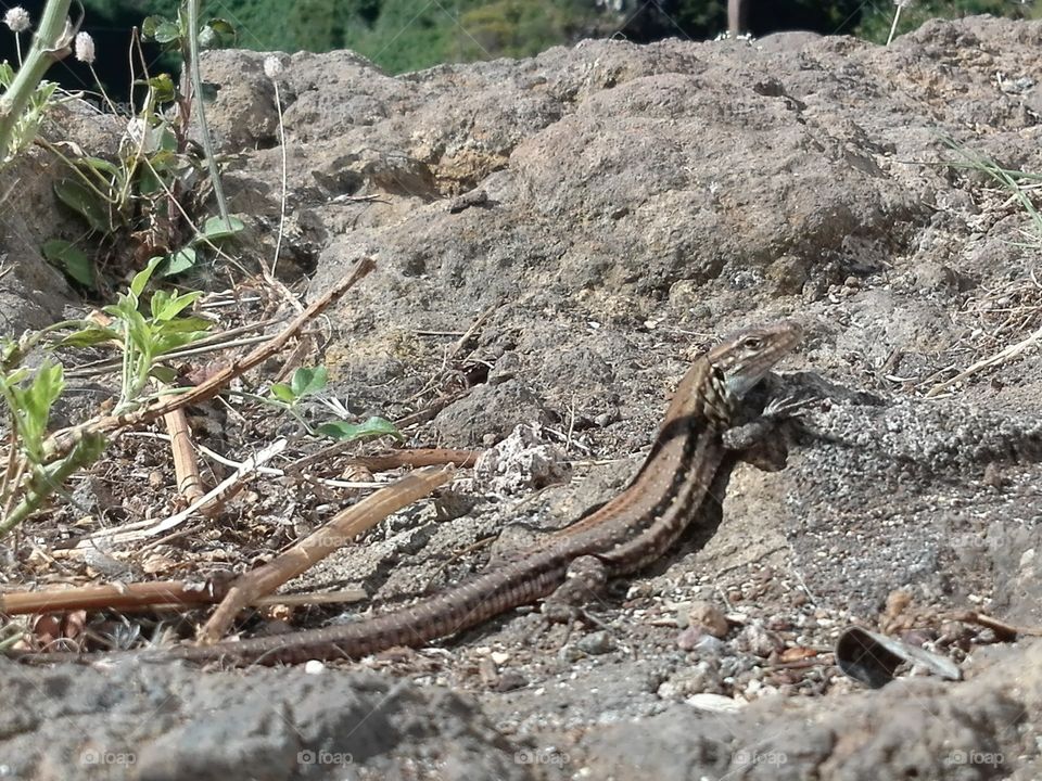 Lizard taking sun