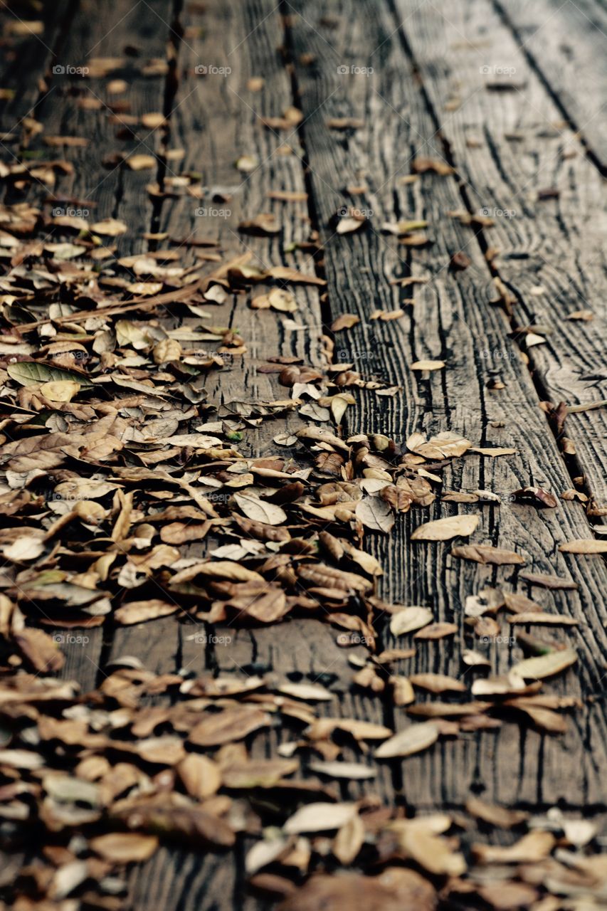 Leaf the wood