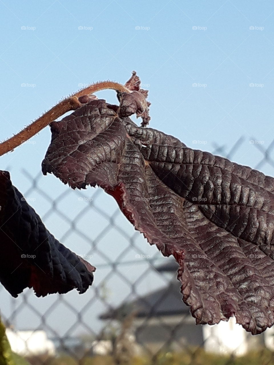 texture of brown hazel leaf against blue sky