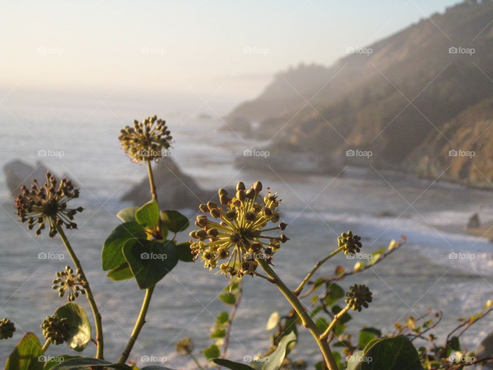 Big sur