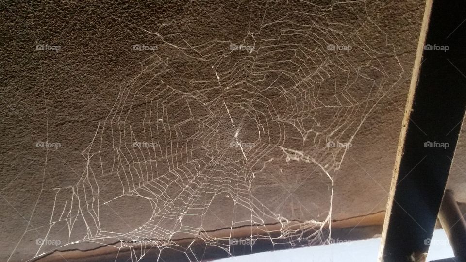 web spider