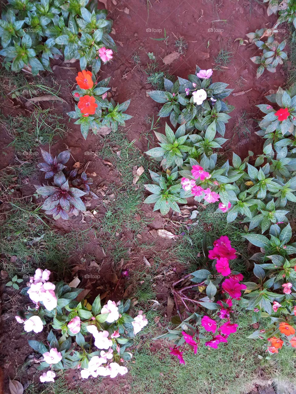 flowers