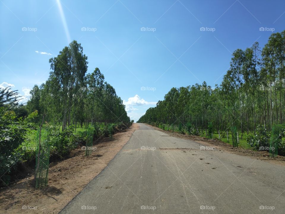 a image of eucalyptus plant's