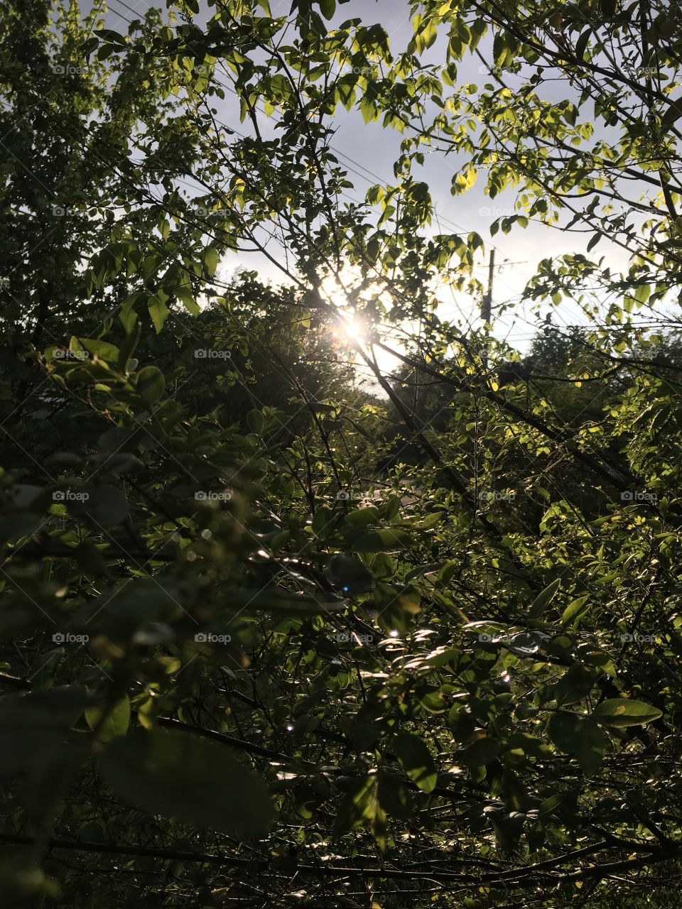 Leaves and sun