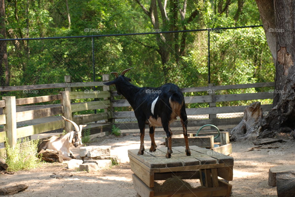 Farm picture of two goats.  One on a crate staring at the other.