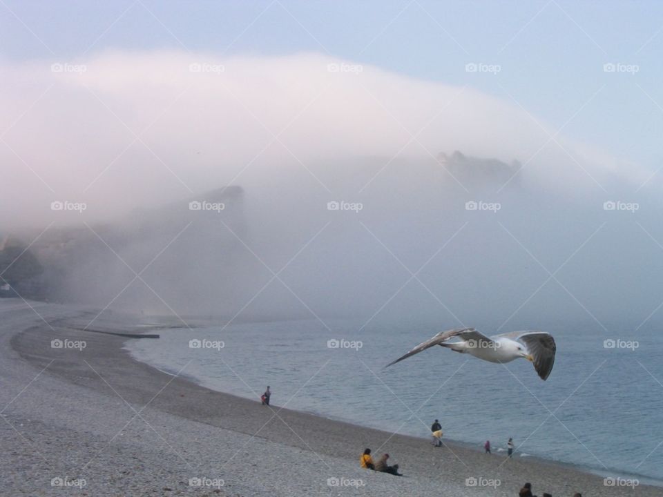 Mouette à Etretat