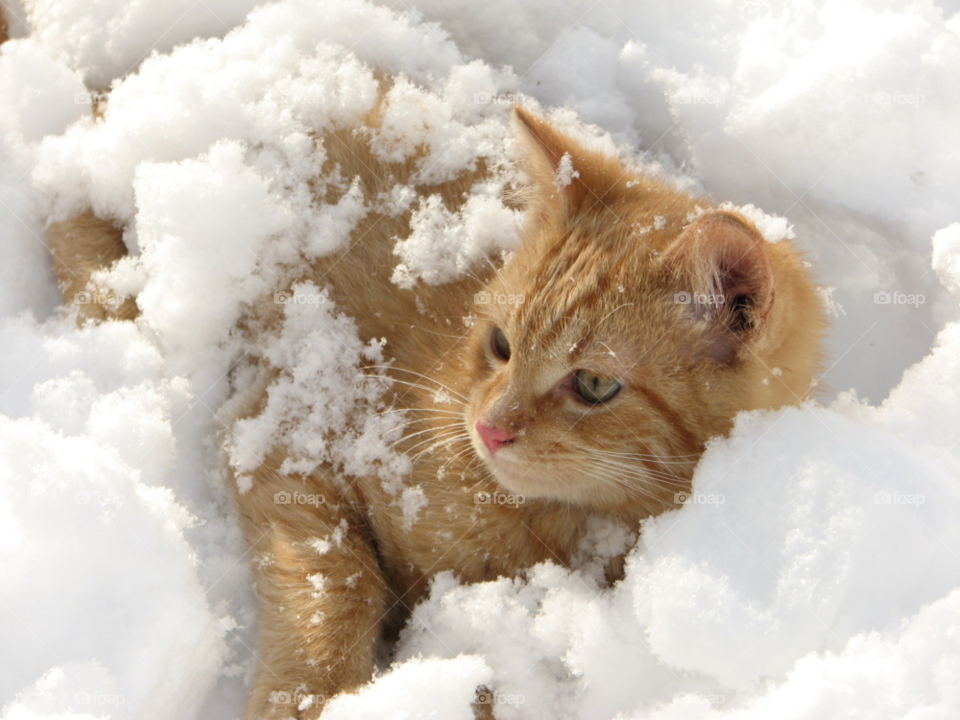 snow orange cat cute by annas46