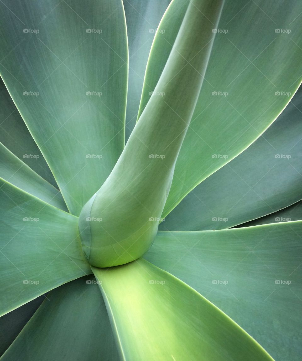 Agave 
