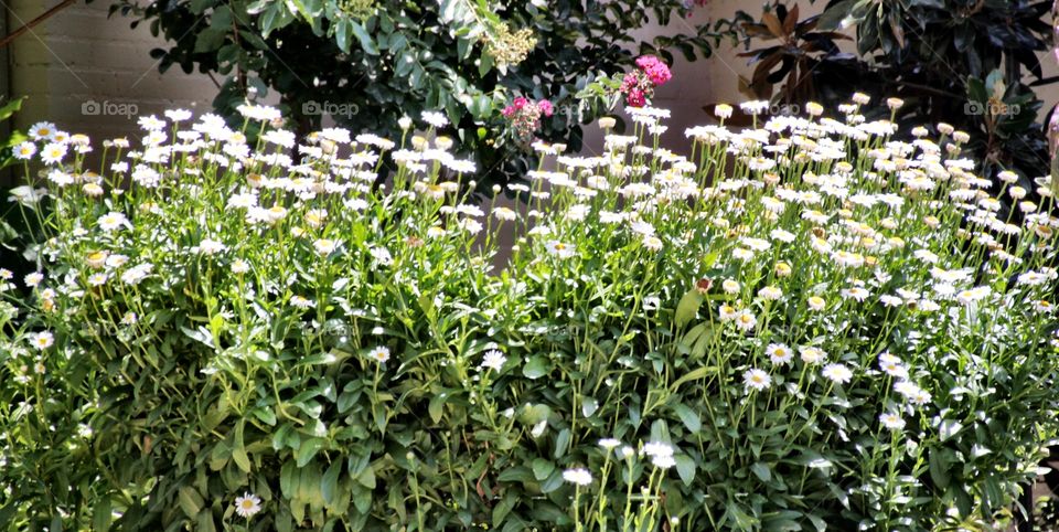 Field of Daisies 