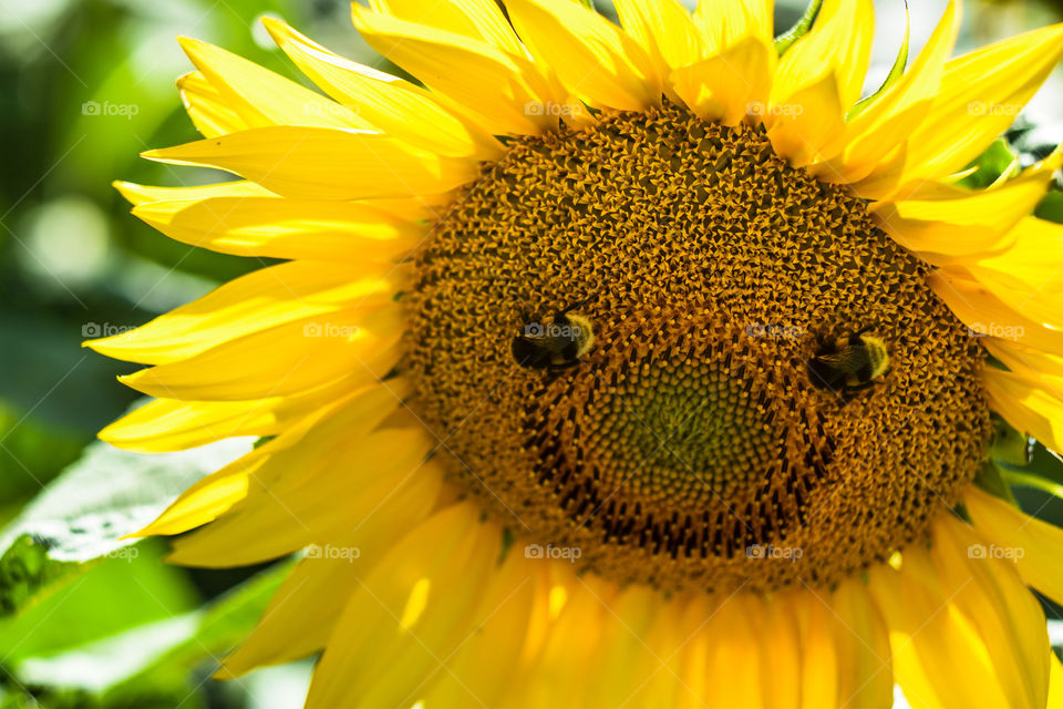 Sunflower smile with bees 