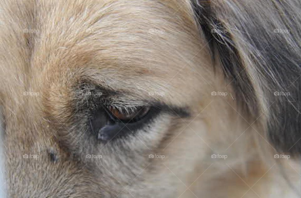 Triste olhar de abandono