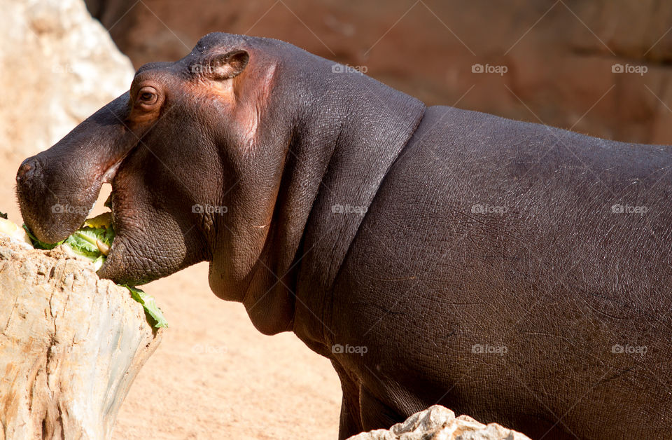 Hippo