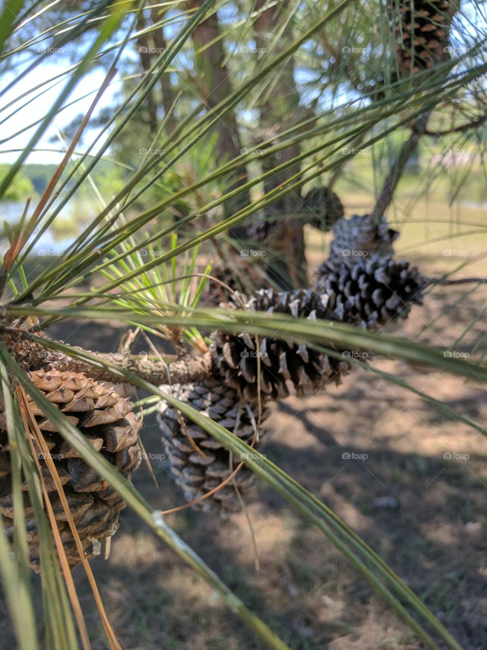 pine cones