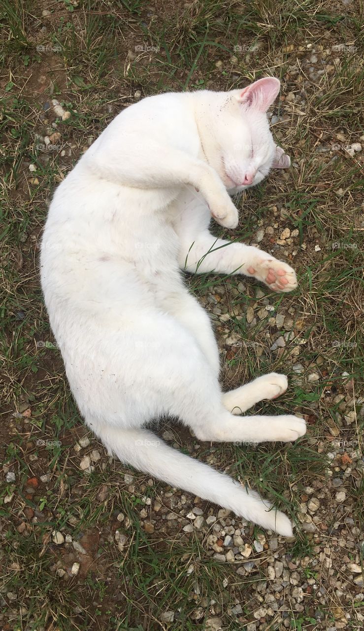 O gato fingindo que estava dormindo, mas dando uma risada bem gostosa... bicho malandro 